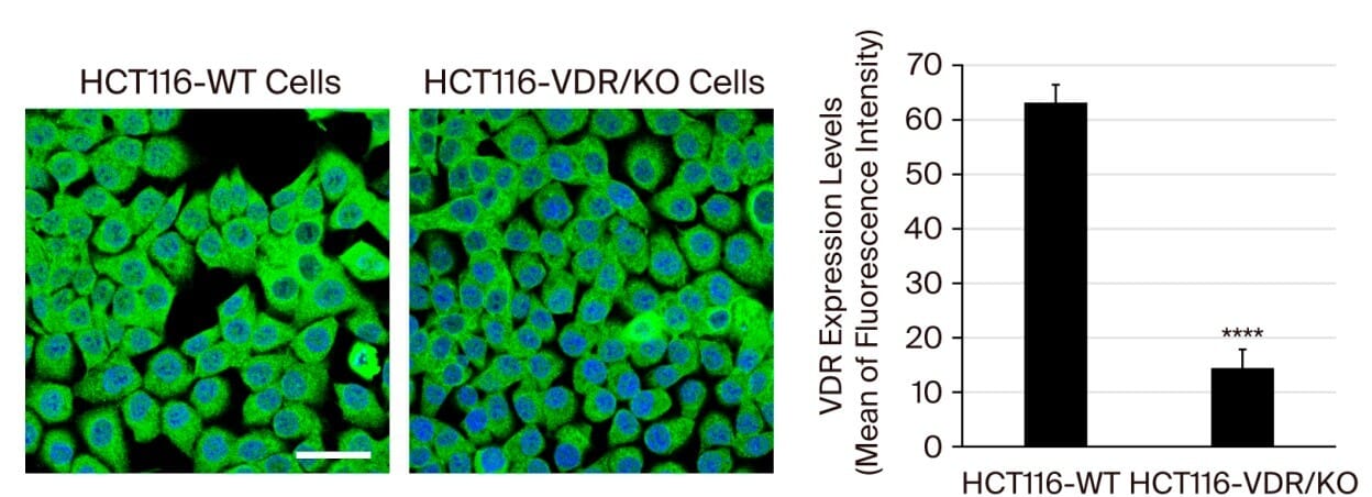 FITC Secondary Antibodies | Antibodies.com