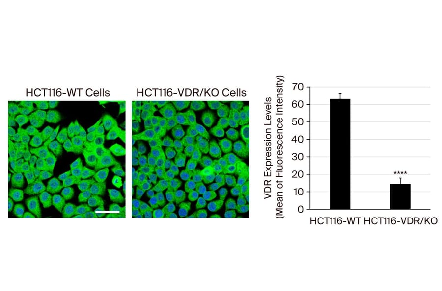 Immunofluorescence - Goat Anti-Mouse IgG2a Antibody (FITC) (A282470) - Publication