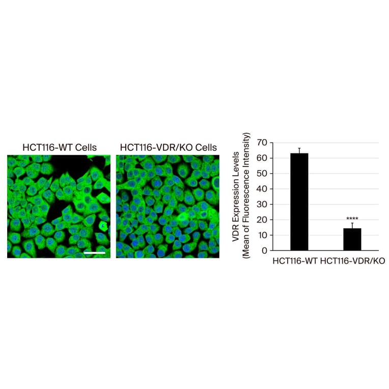 Immunofluorescence - Goat Anti-Mouse IgG2a Antibody (FITC) (A282470) - Publication