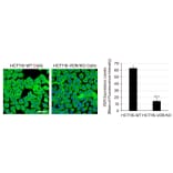 Immunofluorescence - Goat Anti-Mouse IgG2a Antibody (FITC) (A282470) - Publication