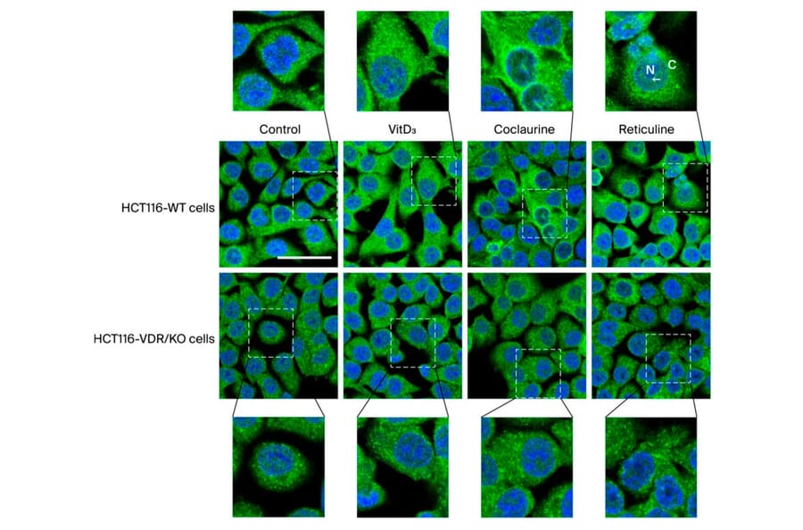 Immunofluorescence - Goat Anti-Mouse IgG2a Antibody (FITC) (A282470) - Publication