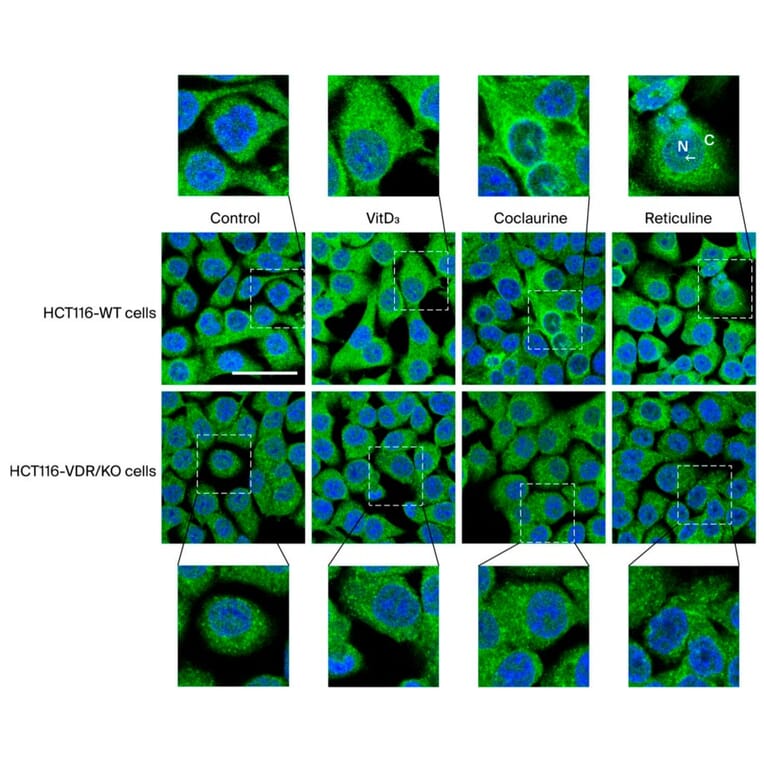 Immunofluorescence - Goat Anti-Mouse IgG2a Antibody (FITC) (A282470) - Publication