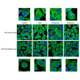 Immunofluorescence - Goat Anti-Mouse IgG2a Antibody (FITC) (A282470) - Publication