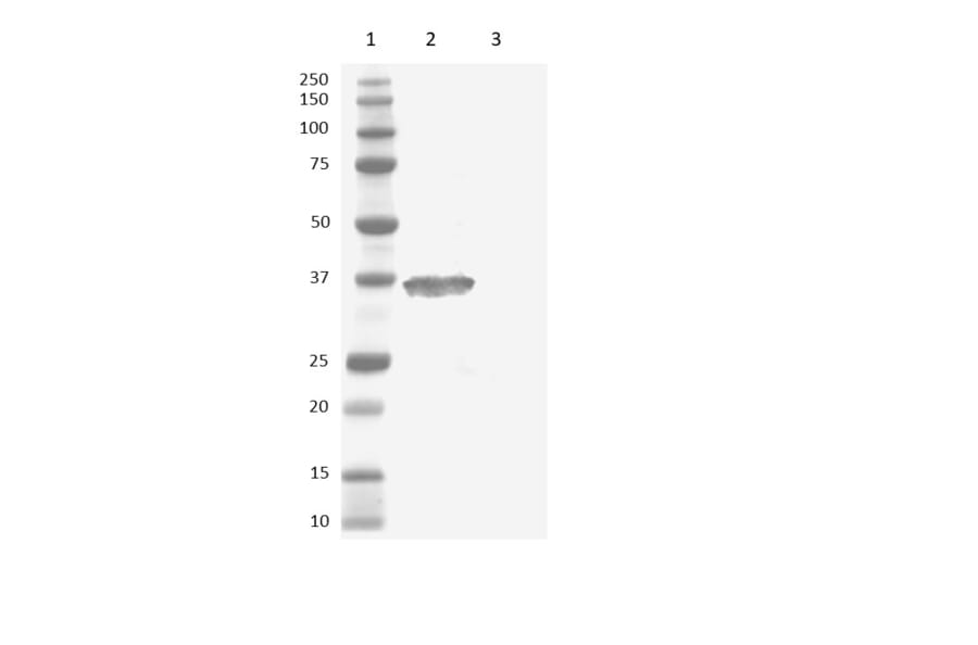 Western Blot - Goat Anti-Human IgG Fc Antibody (HRP) (A282563) - Antibodies.com