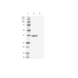 Western Blot - Goat Anti-Human IgG Fc Antibody (HRP) (A282563) - Antibodies.com