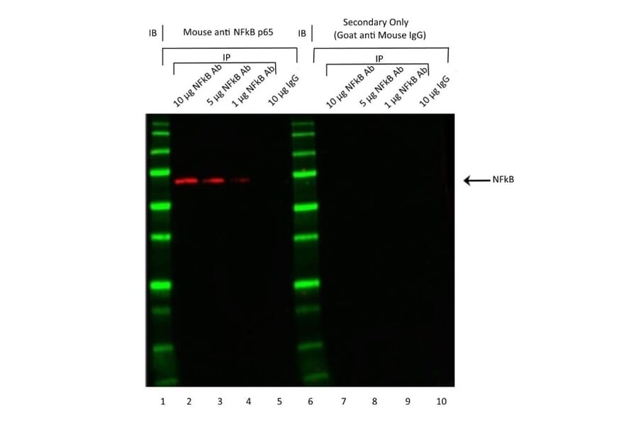 Western Blot - Goat Anti-Mouse IgG H&L Antibody (HRP), Cross-Adsorbed (A282585) - Antibodies.com