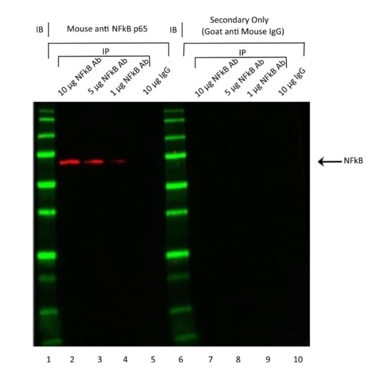 Western Blot - Goat Anti-Mouse IgG H&L Antibody (HRP), Cross-Adsorbed (A282585) - Antibodies.com