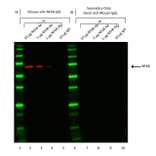 Western Blot - Goat Anti-Mouse IgG H&L Antibody (HRP), Cross-Adsorbed (A282585) - Antibodies.com