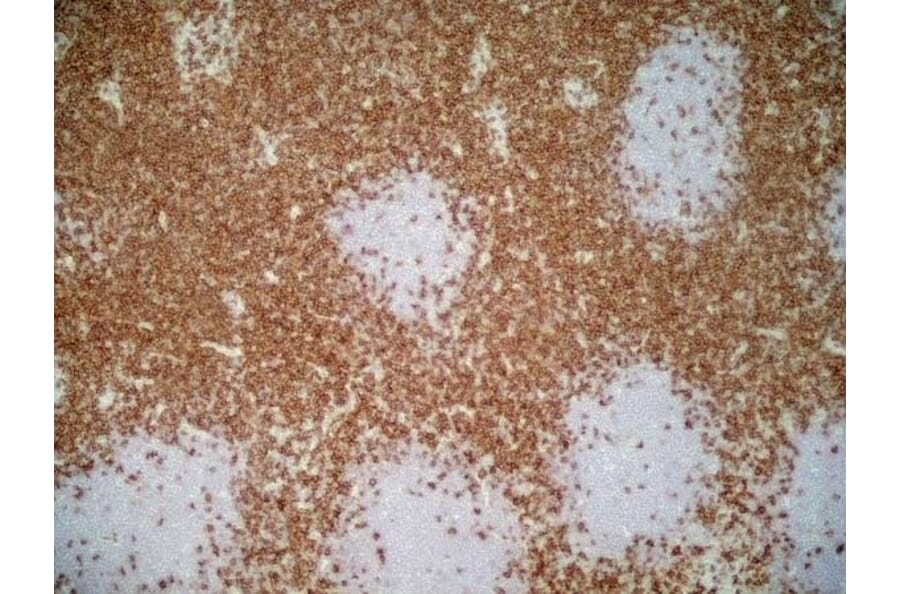 Immunohistochemistry - Goat Anti-Mouse IgG1 Antibody (HRP) (A282595) - Antibodies.com