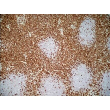 Immunohistochemistry - Goat Anti-Mouse IgG1 Antibody (HRP) (A282595) - Antibodies.com