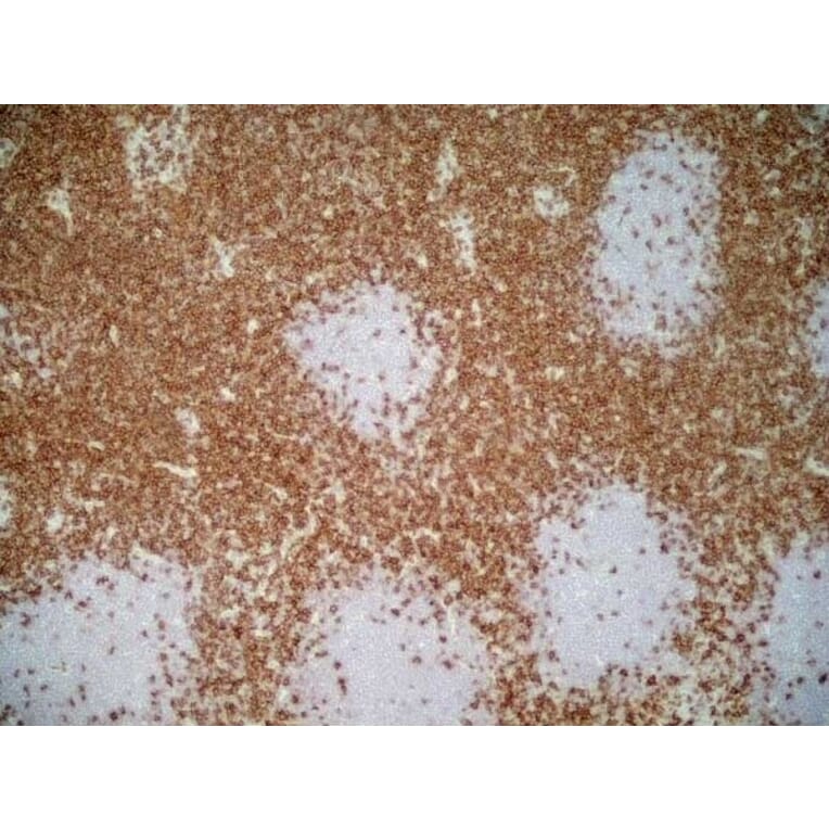 Immunohistochemistry - Goat Anti-Mouse IgG1 Antibody (HRP) (A282595) - Antibodies.com
