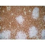 Immunohistochemistry - Goat Anti-Mouse IgG1 Antibody (HRP) (A282595) - Antibodies.com