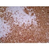 Immunohistochemistry - Goat Anti-Mouse IgG1 Antibody (HRP) (A282595) - Antibodies.com