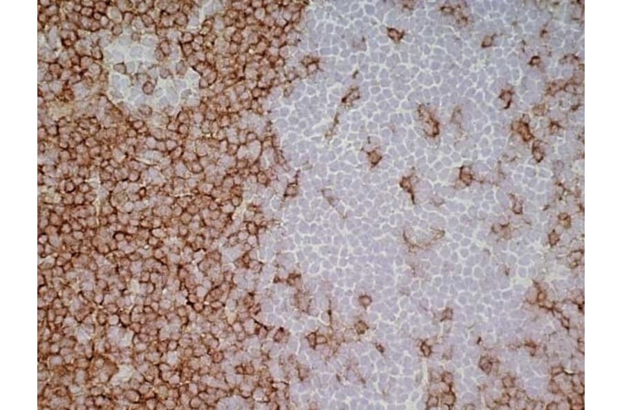 Immunohistochemistry - Goat Anti-Mouse IgG1 Antibody (HRP) (A282595) - Antibodies.com