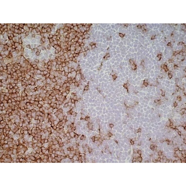 Immunohistochemistry - Goat Anti-Mouse IgG1 Antibody (HRP) (A282595) - Antibodies.com