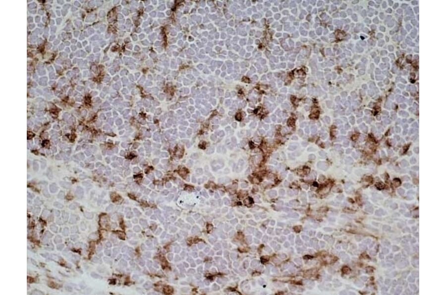 Immunohistochemistry - Goat Anti-Mouse IgG1 Antibody (HRP) (A282595) - Antibodies.com