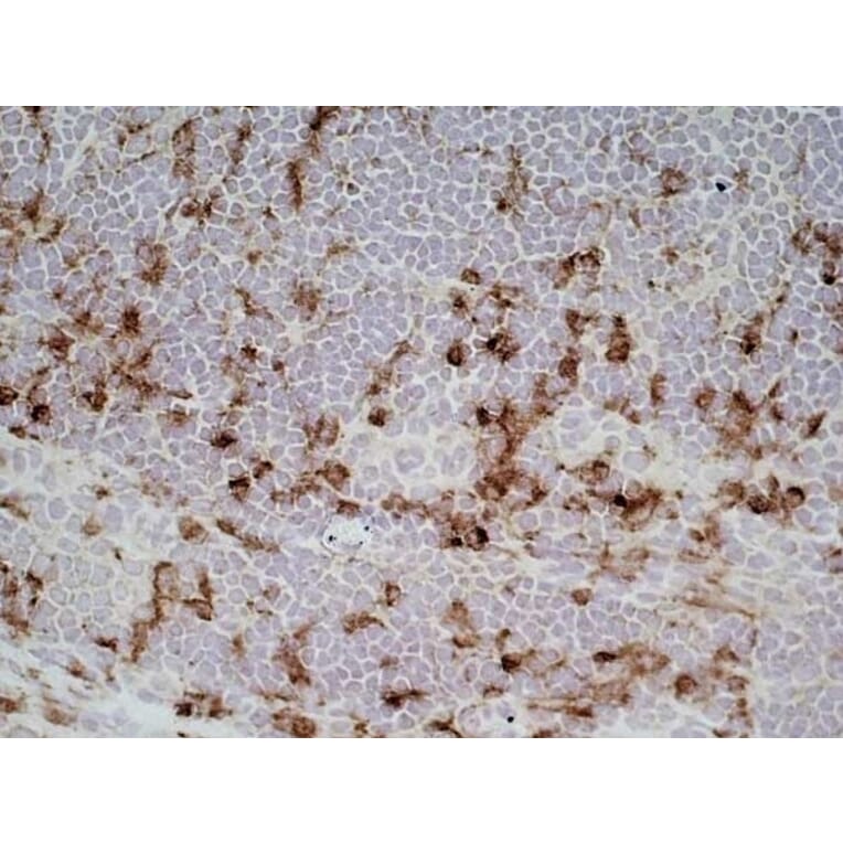 Immunohistochemistry - Goat Anti-Mouse IgG1 Antibody (HRP) (A282595) - Antibodies.com
