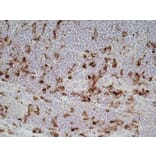 Immunohistochemistry - Goat Anti-Mouse IgG1 Antibody (HRP) (A282595) - Antibodies.com