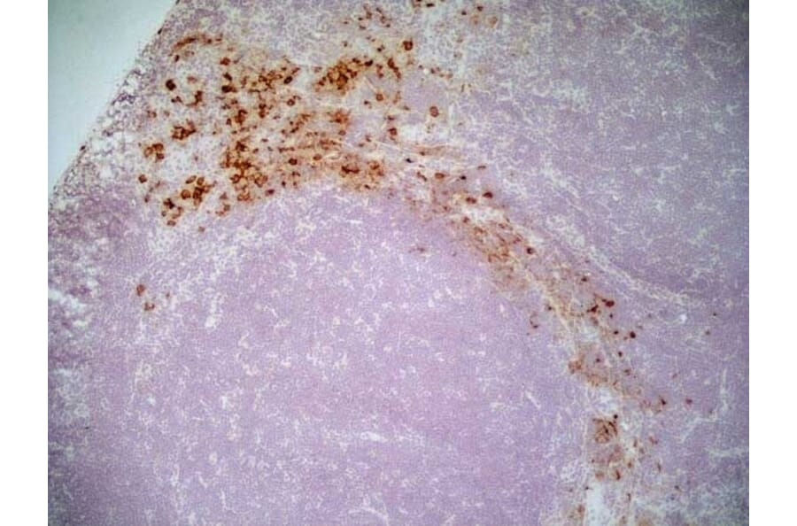 Immunohistochemistry - Goat Anti-Mouse IgG1 Antibody (HRP) (A282595) - Antibodies.com