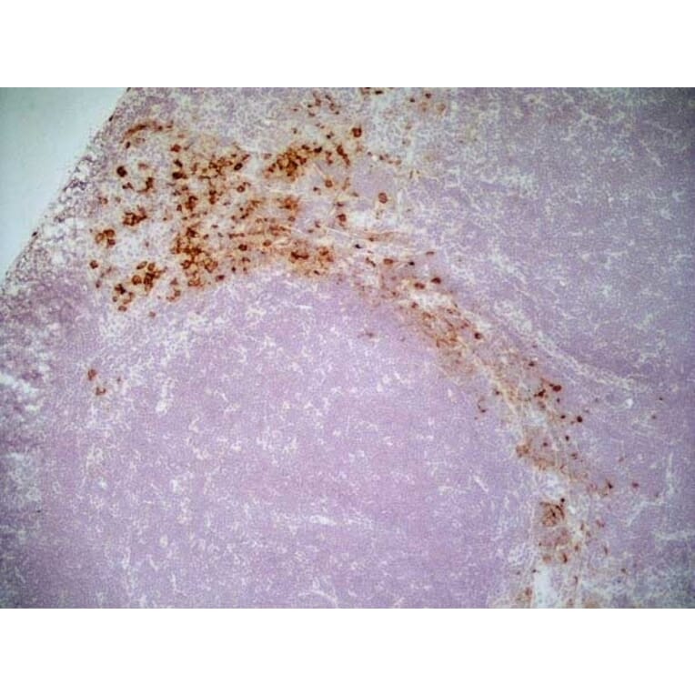 Immunohistochemistry - Goat Anti-Mouse IgG1 Antibody (HRP) (A282595) - Antibodies.com
