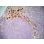 Immunohistochemistry - Goat Anti-Mouse IgG1 Antibody (HRP) (A282595) - Antibodies.com