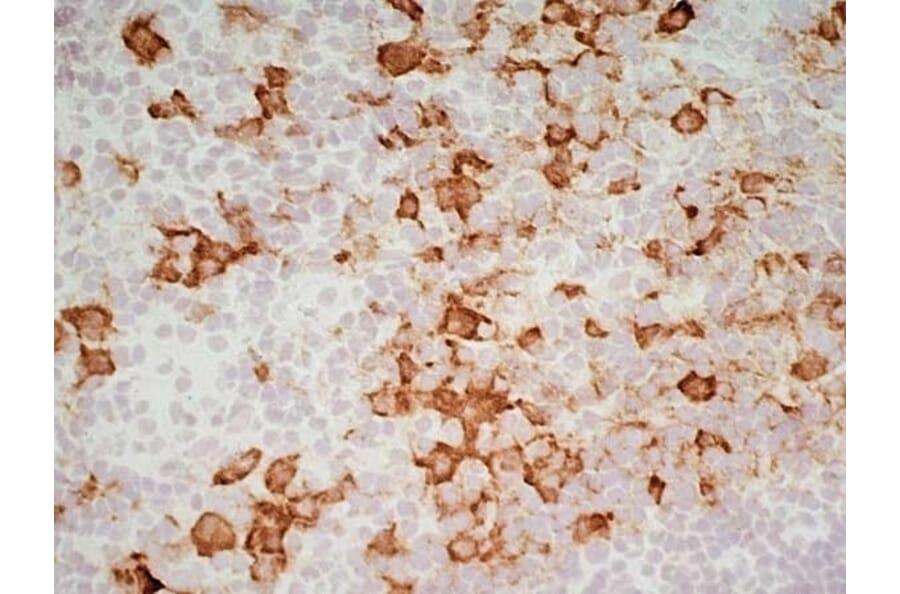 Immunohistochemistry - Goat Anti-Mouse IgG1 Antibody (HRP) (A282595) - Antibodies.com
