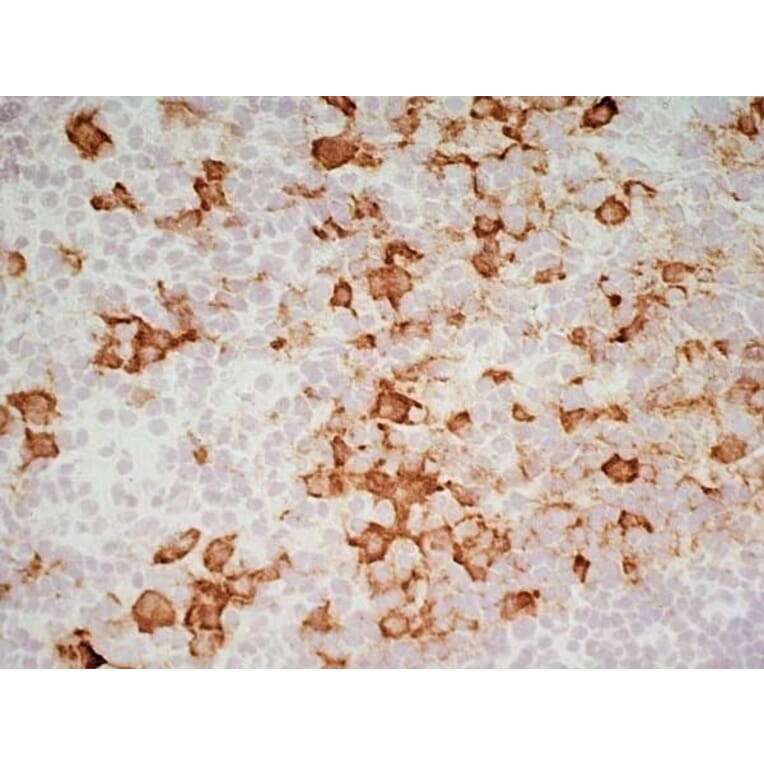Immunohistochemistry - Goat Anti-Mouse IgG1 Antibody (HRP) (A282595) - Antibodies.com