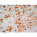 Immunohistochemistry - Goat Anti-Mouse IgG1 Antibody (HRP) (A282595) - Antibodies.com