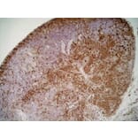Immunohistochemistry - Goat Anti-Mouse IgG1 Antibody (HRP) (A282595) - Antibodies.com