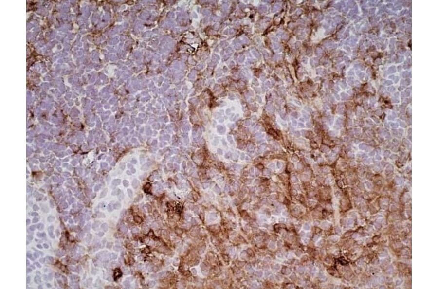 Immunohistochemistry - Goat Anti-Mouse IgG1 Antibody (HRP) (A282595) - Antibodies.com