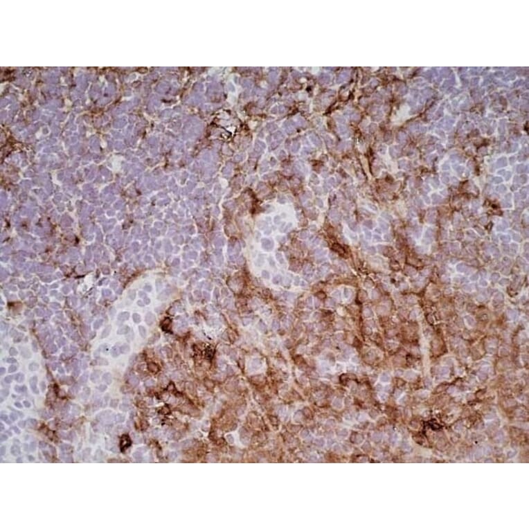 Immunohistochemistry - Goat Anti-Mouse IgG1 Antibody (HRP) (A282595) - Antibodies.com