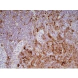 Immunohistochemistry - Goat Anti-Mouse IgG1 Antibody (HRP) (A282595) - Antibodies.com