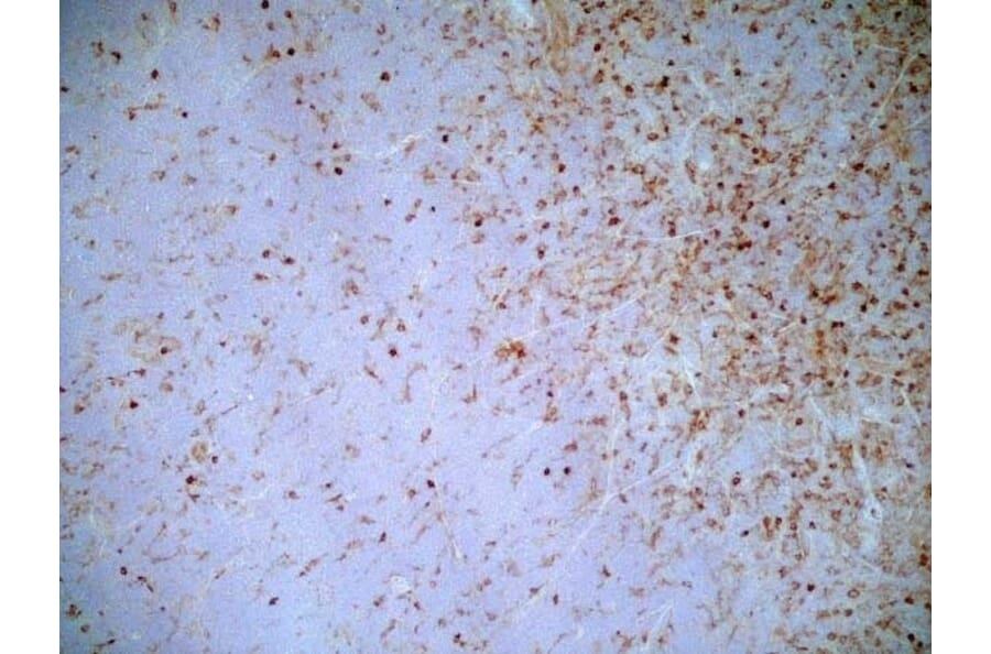 Immunohistochemistry - Goat Anti-Mouse IgG2a Antibody (HRP) (A282596) - Antibodies.com