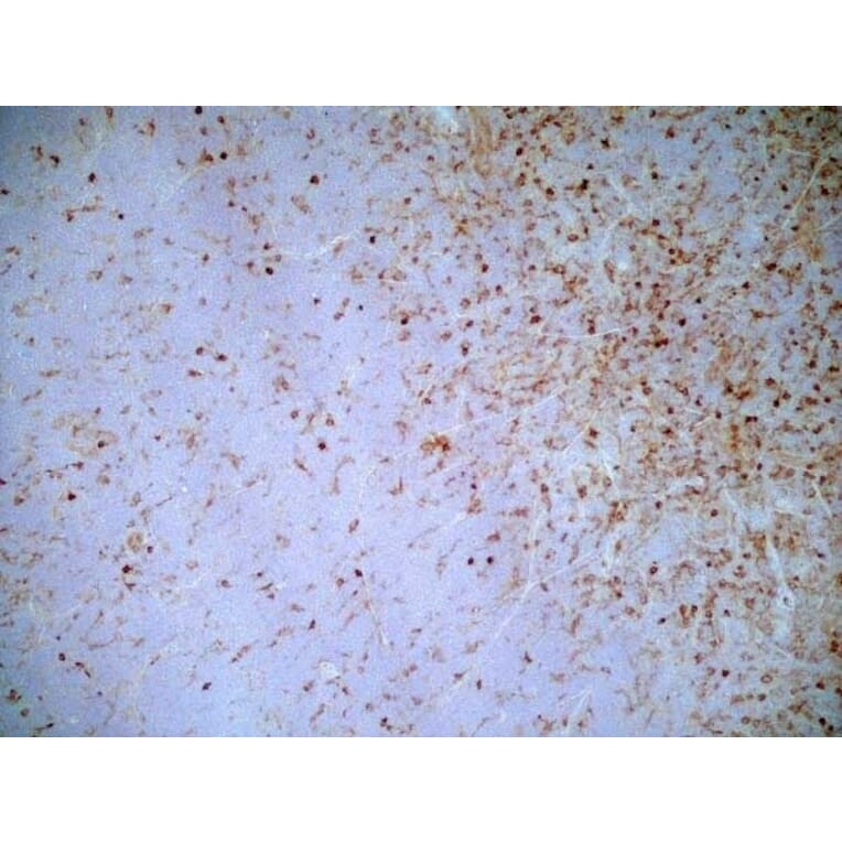 Immunohistochemistry - Goat Anti-Mouse IgG2a Antibody (HRP) (A282596) - Antibodies.com