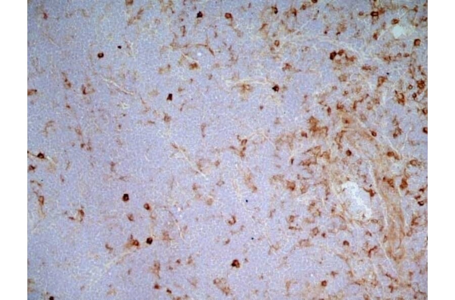 Immunohistochemistry - Goat Anti-Mouse IgG2a Antibody (HRP) (A282596) - Antibodies.com