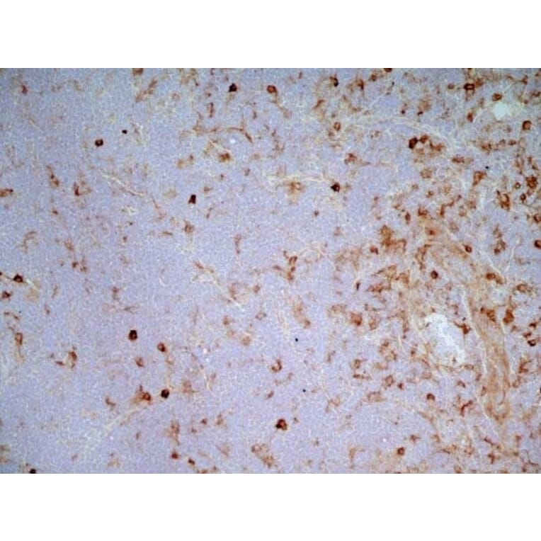 Immunohistochemistry - Goat Anti-Mouse IgG2a Antibody (HRP) (A282596) - Antibodies.com