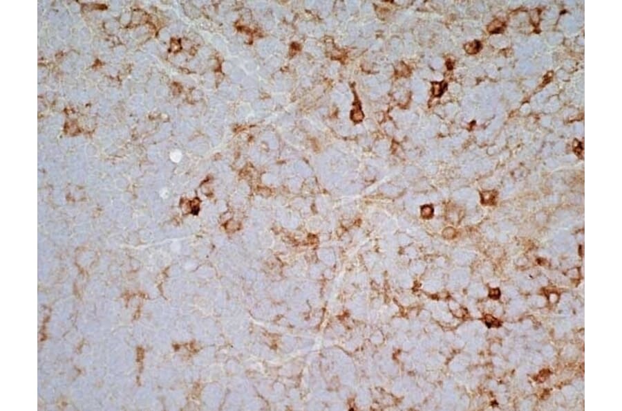 Immunohistochemistry - Goat Anti-Mouse IgG2a Antibody (HRP) (A282596) - Antibodies.com