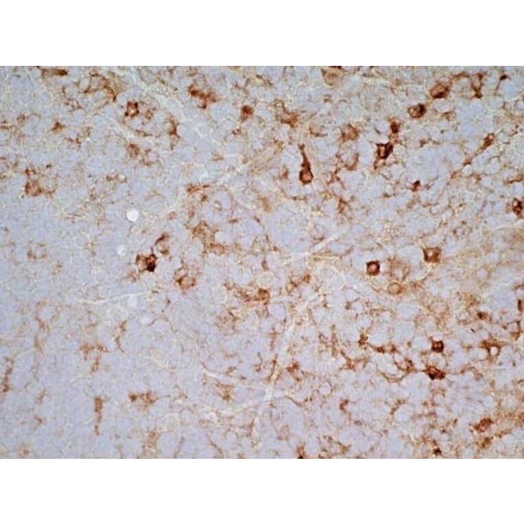 Immunohistochemistry - Goat Anti-Mouse IgG2a Antibody (HRP) (A282596) - Antibodies.com