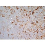 Immunohistochemistry - Goat Anti-Mouse IgG2a Antibody (HRP) (A282596) - Antibodies.com