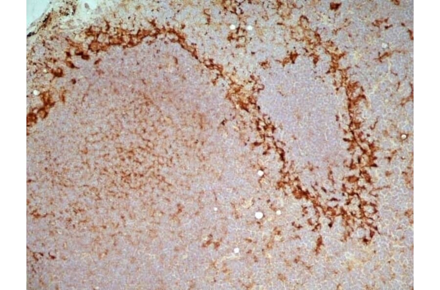Immunohistochemistry - Goat Anti-Mouse IgG2a Antibody (HRP) (A282596) - Antibodies.com