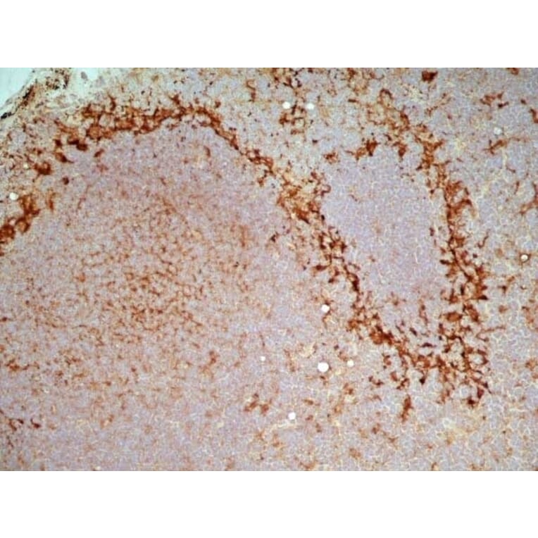 Immunohistochemistry - Goat Anti-Mouse IgG2a Antibody (HRP) (A282596) - Antibodies.com