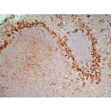 Immunohistochemistry - Goat Anti-Mouse IgG2a Antibody (HRP) (A282596) - Antibodies.com
