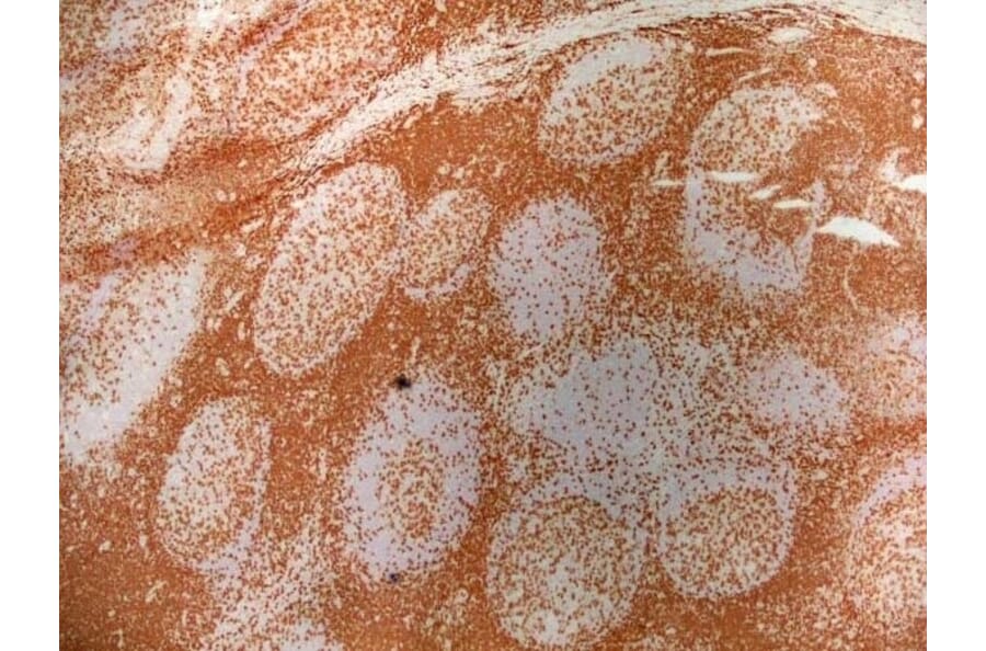 Immunohistochemistry - Goat Anti-Mouse IgG2a Antibody (HRP) (A282596) - Antibodies.com