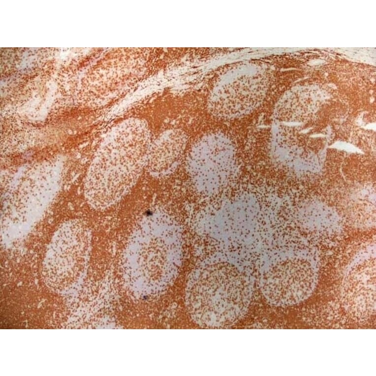 Immunohistochemistry - Goat Anti-Mouse IgG2a Antibody (HRP) (A282596) - Antibodies.com
