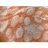 Immunohistochemistry - Goat Anti-Mouse IgG2a Antibody (HRP) (A282596) - Antibodies.com