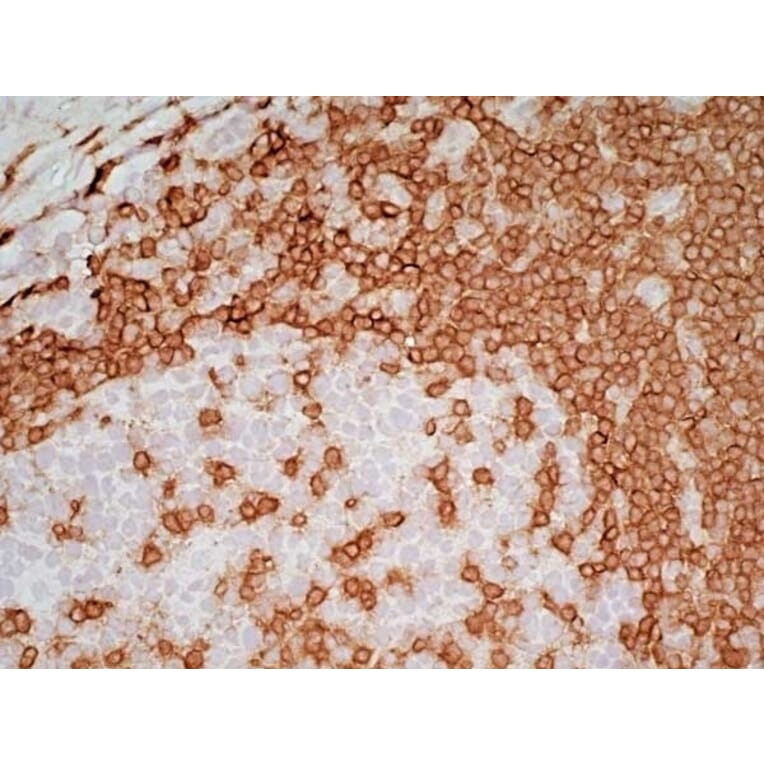Immunohistochemistry - Goat Anti-Mouse IgG2a Antibody (HRP) (A282596) - Antibodies.com