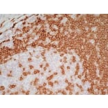 Immunohistochemistry - Goat Anti-Mouse IgG2a Antibody (HRP) (A282596) - Antibodies.com