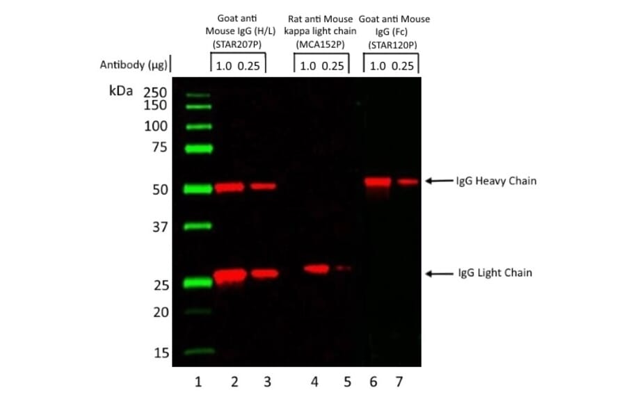 SDS-PAGE - Goat Anti-Mouse IgG H&L Antibody (HRP) (A282606) - Antibodies.com