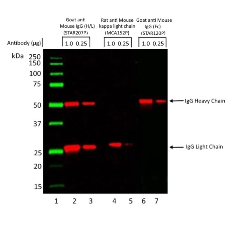 SDS-PAGE - Goat Anti-Mouse IgG H&L Antibody (HRP) (A282606) - Antibodies.com