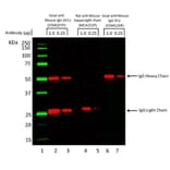 SDS-PAGE - Goat Anti-Mouse IgG H&L Antibody (HRP) (A282606) - Antibodies.com
